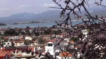 Muğla'da ağaçlar çiçek açtı