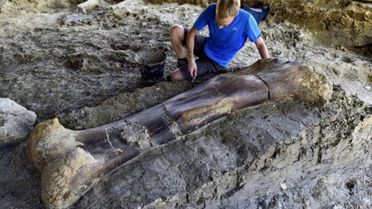 Bulunan 140 Milyon Yıllık Dinazorun Uyluk Kemiği, 2 Metre Uzunluğunda ve 500 Kilo Ağırlığında!