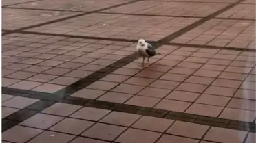 Domuz gribi teşhisi konulan Nilüfer'den haber var!