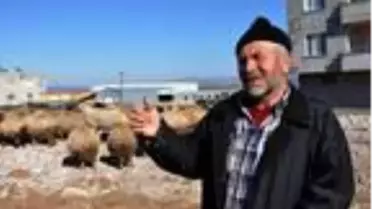 Koyun-keçi vebası rastlanan mahalle karantinaya alındı
