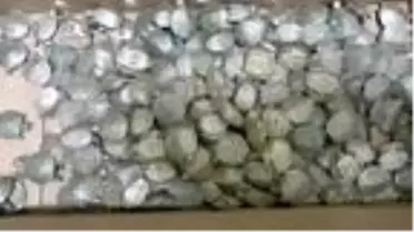 Kaplumbağalar sınırı geçemedi