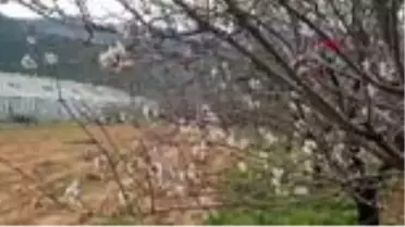 Mersin silifke'de ağaçlar çiçek açtı