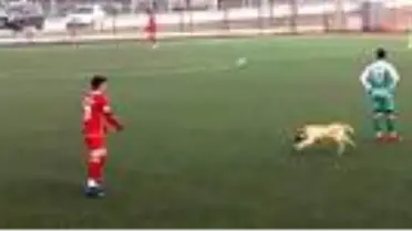 Ankara'da sahaya köpek girdi, maç durdu