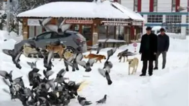 Belediye başkanı sokak hayvanları ve kuşlar için sokağa yemek bıraktı
