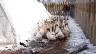 Marketini kapattı, kaz çiftliği kurdu