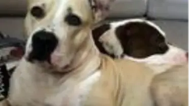 1 aydır kayıp olan iki köpeğinin bulunması için seferber oldu
