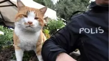 Polis uygulama noktasına sığınan kedi 'Cemşit' ekiplerin maskotu oldu