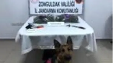 Jandarmayı görünce kaçmaya çalıştı
