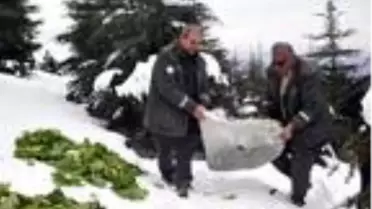 Osmaniye'de yaban hayvanları için doğaya yem bırakıldı