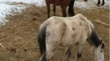 Derecik'te donmak üzere olan sahipsiz atlar kurtarıldı