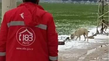 Suruç'ta sokak hayvanları unutulmadı