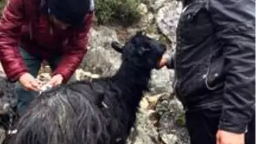Kayalıklarda mahsur kalan keçiyi AFAD ekipleri kurtardı