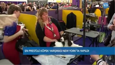 'En İyi Köpek' Olmak İçin Yarıştılar