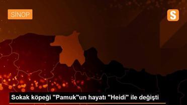 Sokak köpeği 'Pamuk'un hayatı 'Heidi' ile değişti