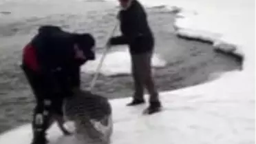 Murat Nehri'ne yemek aramaya giden kurt köpeği mahsur kaldı