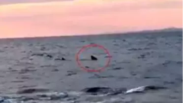 Saros Körfezi'nde kıyıya 15 metre kala köpekbalığı paniği