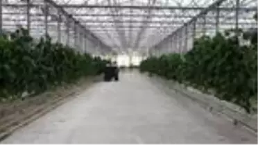 Eksi 46 dereceye rağmen jeotermal serada salkım domates yetiştiriliyor - VAN