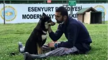 (Özel) Trafik kazasında engelli kalan köpek yürüteç ile yeniden hayata tutundu