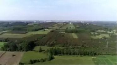 Çarşamba Ovası 'orman' oluyor