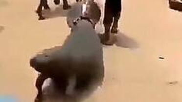 Nijerya'da deniz ineği sokaklarda sürüklendi, bakanlık soruşturma başlattı