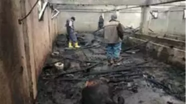 Ordu'da ahır yangınında 13 hayvan telef oldu