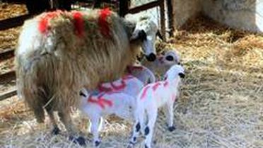 Gökhöyük Tarım İşletmesi'nde bir koyun beşiz yavruladı