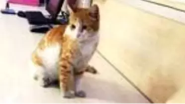 Aydın Adliyesinin maskotu Baronaz, cezaevine gönderilince avukatı tahliye talebinde bulundu