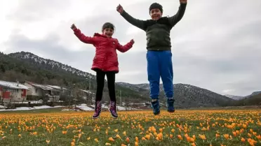 Sarı çiğdemlerle bezenen Barlı Yaylası görenleri büyülüyor