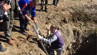 Kuyuya düşen 2 tilki kurtarıldı