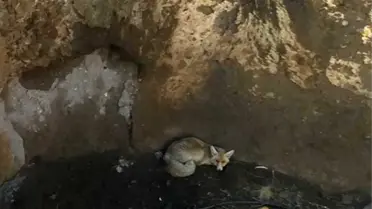 Kuyuya düşen 2 tilkiyi AFAD ekibi kurtardı