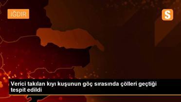 Verici takılan kıyı kuşunun göç sırasında çölleri geçtiği tespit edildi