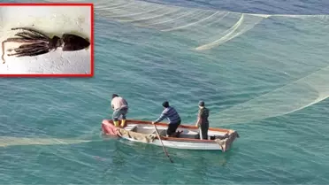 Atlas okyanusuna yakın yerlerde yaşayan 'Mücevher kalamarı' Türkiye kıyılarında ilk kez görüldü