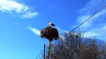 İlkbaharın müjdecisi leylekler Konya'ya geldi