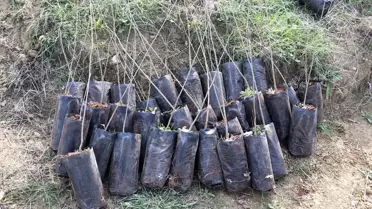 Sabun ağacı fidanları Çukurova'da toprakla buluştu