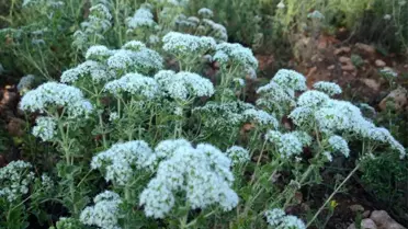 Denizli'de üretilen kekik 85 ülkeye ihracat ediliyor