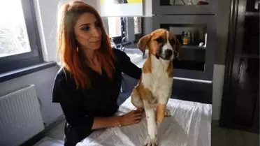 Fındık, hayata tutundu