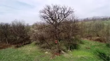 400 yıllık çınar ağacından tekrar dumanlar yükseldi