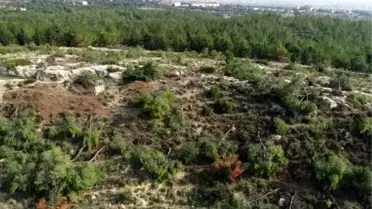 1511 ağacın kesilmesiyle ilgili 4 şüpheli daha yakalandı