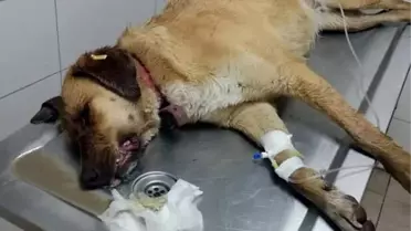 Finike'de ölü bulunan 7 köpekte zehirlenme şüphesi