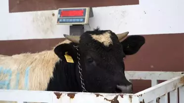 (Özel) 15 kilo doğan prematüre buzağı, 14 ayda 395 kiloya ulaştı