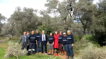 Budanan zeytin ağaçları, ihtiyaç sahiplerinin yüzünü güldürecek
