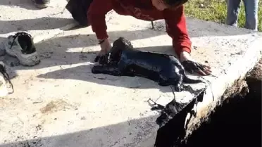 Çocukların petrol atığı kuyusundan kurtardıkları köpeği sahiplendiler