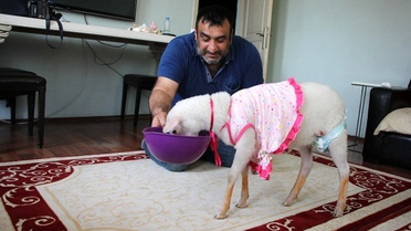 Kurbanlık olarak aldıkları kuzu evlatları gibi oldu