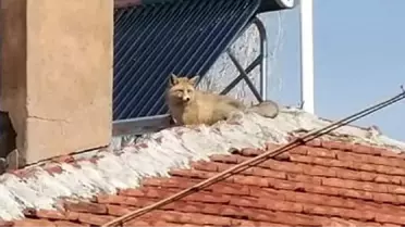 Tilki evin çatısına çıktı
