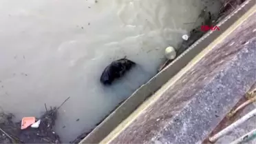 MERSİN Göksu Nehri'nde intihar eden kişinin cesedi bulundu