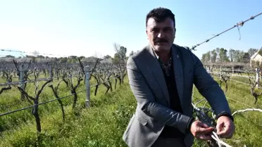 Üzüm üreticisini don vurdu