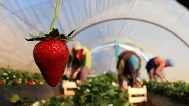 (ÖZEL) Korona virüs salgını, koruyucu kabuğu olmayan çileği vurdu