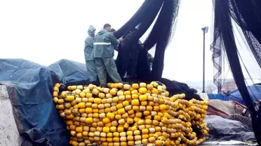 Balıkçılar koronavirüs nedeniyle av sezonunu erken kapattı