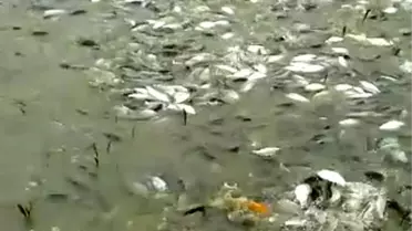 Baraj gölünde kıyıya vuran balıkları çuvallarla topladılar