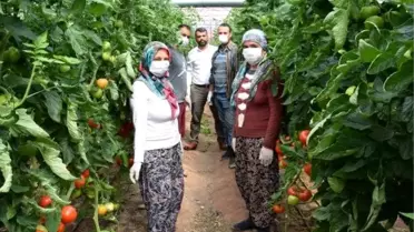 Kumlucalı sera üreticisine koronavirüs molası yok